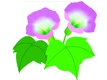 牵牛花